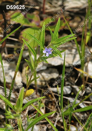 Trichostema brachiatum